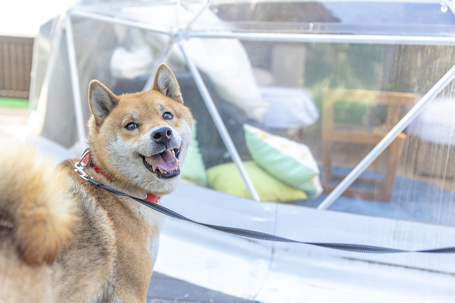 1棟限定・愛犬と一緒にグランピングSTAY